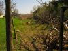 Row of trees cut