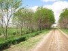 Right of way trees
