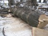 Large cottonwood tree